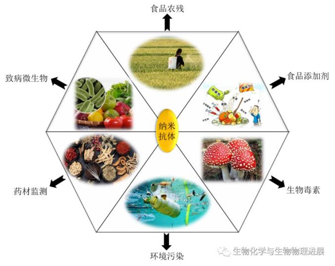 【前沿科普】新一代“生物技术导弹”——纳米抗体EMC易倍 EMC易倍体育(图5)